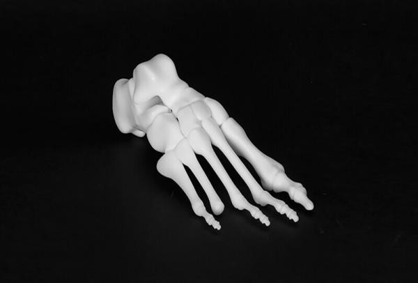 Foot Skeleton